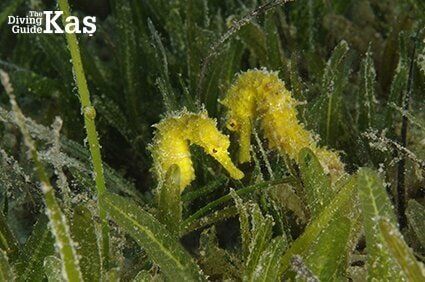 The Diving Guide KAŞ