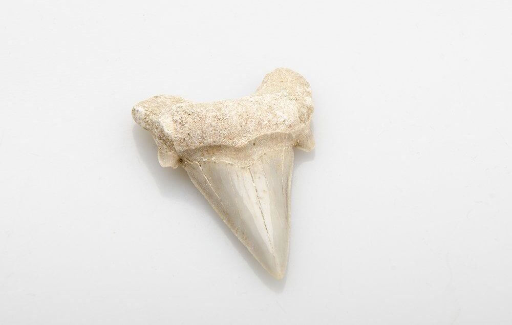 Fosil Köpekbalığı Dişi