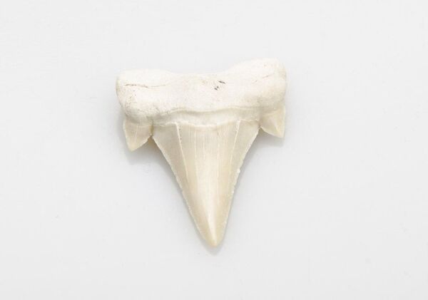 Fosil Köpekbalığı Dişi