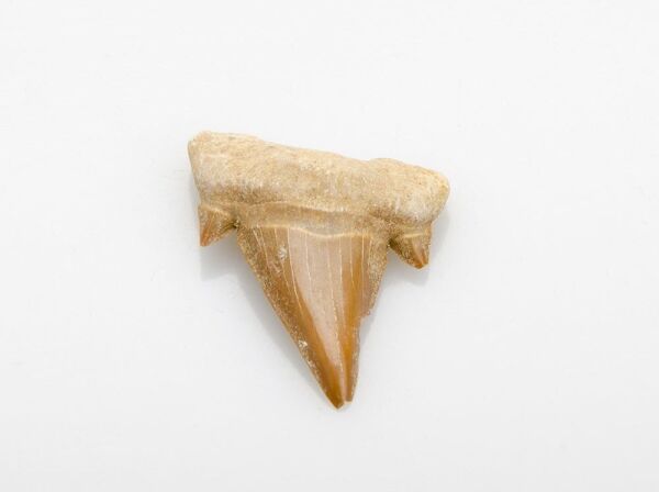 Fosil Köpekbalığı Dişi
