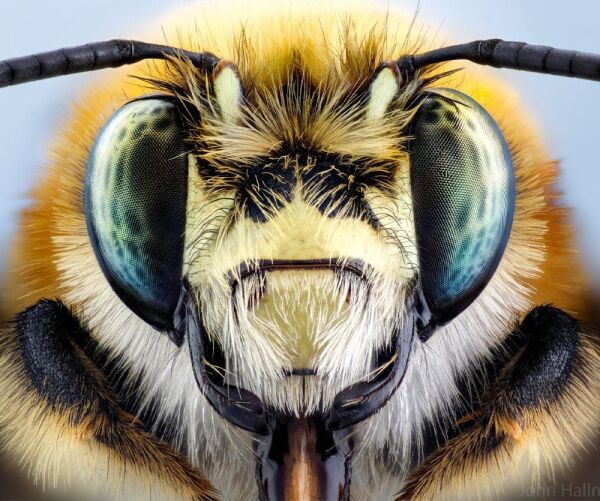 Laowa 100mm F/2.8 2X Ultra Macro Pro -Sony Fe